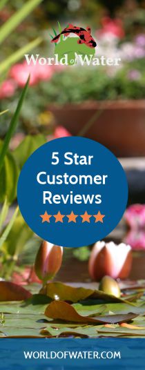 buy-pond-plants-fast-delivery-direct-from-uk-grower-save-s